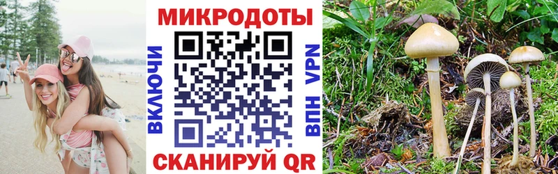 Псилоцибиновые грибы Psilocybe  наркотики  Зеленогорск 